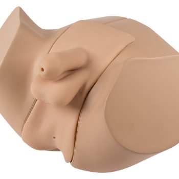 anatomicalmodels-medstore.ie