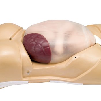 anatomicalmodels-medstore.ie