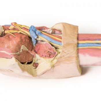 anatomicalmodels-medstore.ie