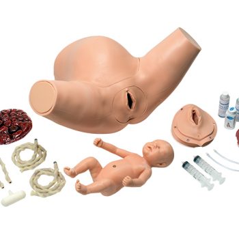 anatomicalmodels-medstroe.ie