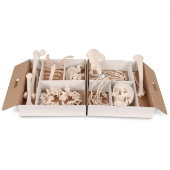 anatomicalmodels-medstore.ie
