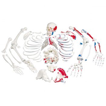 anatomicalmodels-medstore.ie