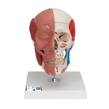 anatomicalmodels-medstore.ie
