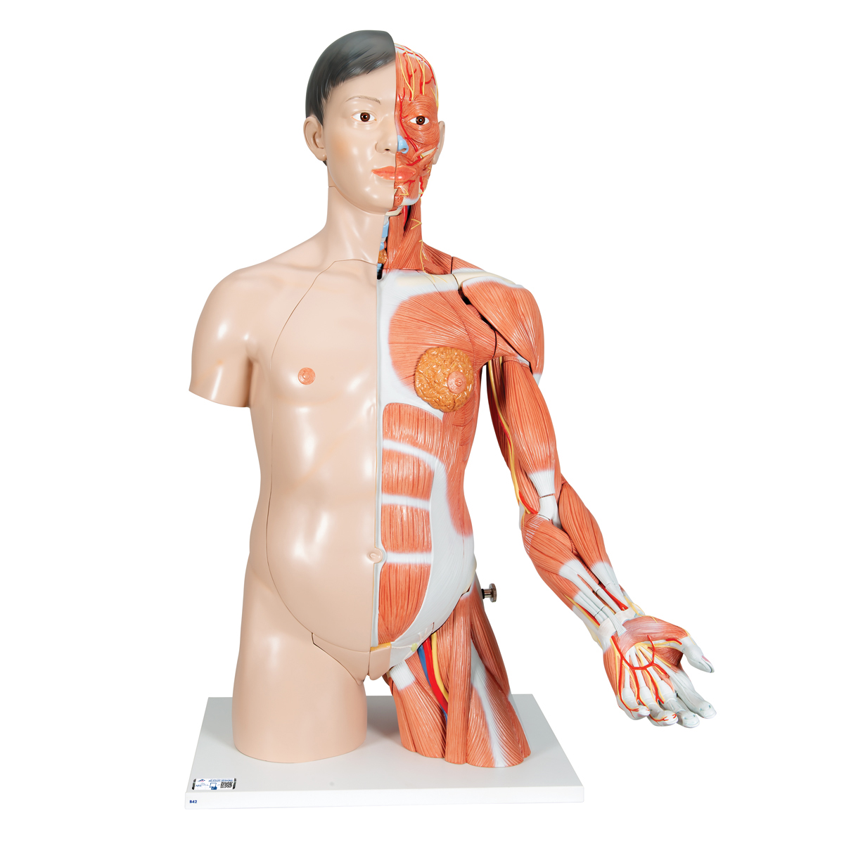 anatomicalmodels-medstore.ie