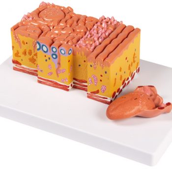 anatomicalmodels-medstore.ie