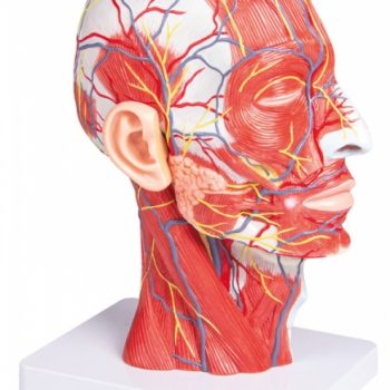 anatomicalmodels-medstore.ie