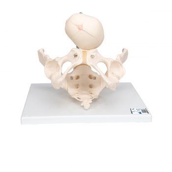 anatomicalmodels-medstore.ie