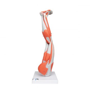 anatomicalmodels-medstore.ie