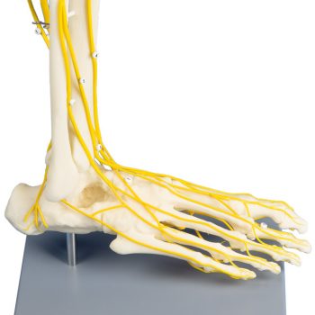 anatomicalmodels-medstore.ie