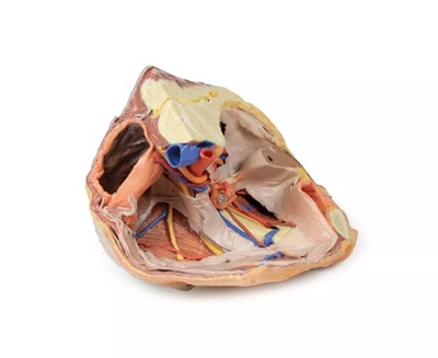 Female right pelvis superficial and deep structures - Image 2
