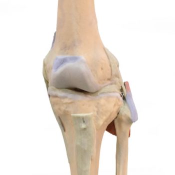 anatomicalmodels-medstore.ie