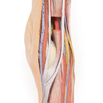 Popliteal Fossa