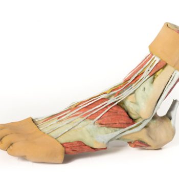 anatomicalmodels-medstore.ie