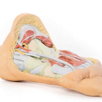 anatomicalmodels-medstore.ie