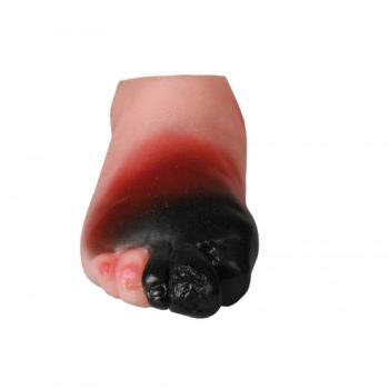 anatomicalmodels-medstore.ie