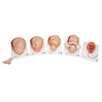 anatomicalmodels-medstore.ie