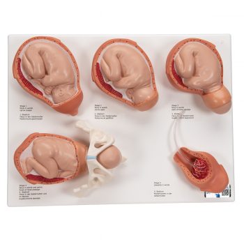 anatomicalmodels-medstore.ie