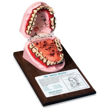 anatomicalmodels-medstore.ie