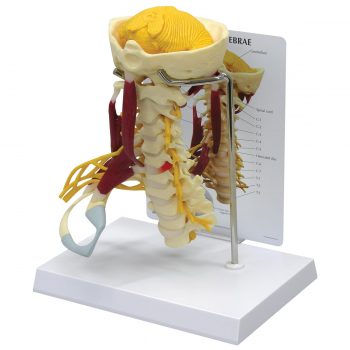 anatomicalmodels-medstore.ie