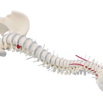 spinalmodels-medstore.ie