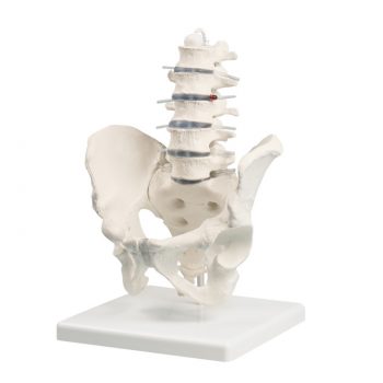lumbarspine-medstore.ie