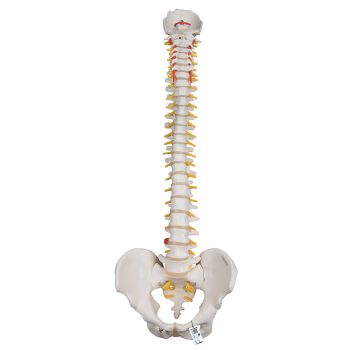 spinalmodels-medstore.ie
