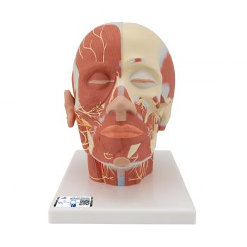 Head Musculature Model with Blood Vessels