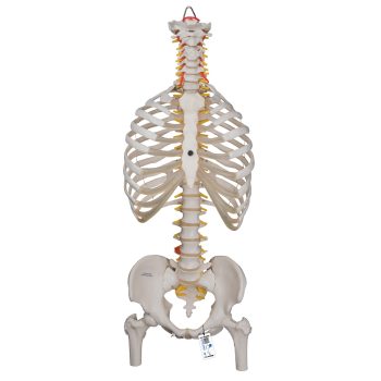 spinalmodels-medstore.ie
