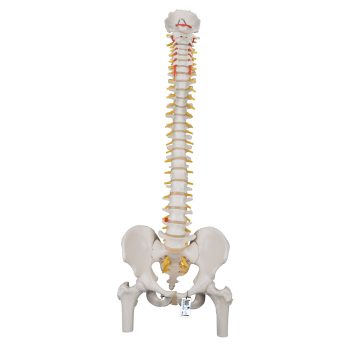 flexiblespinalspine-medstore.ie
