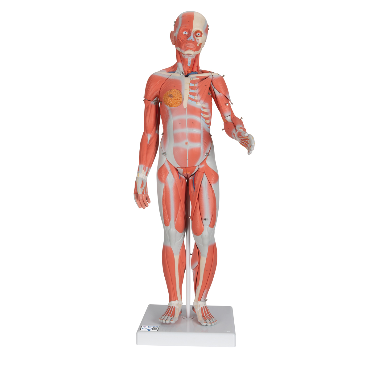 medicaltorso-medstore.ie