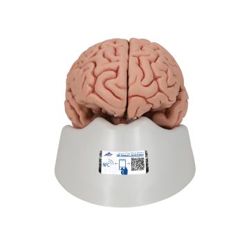 brainmodels-medstore.ie
