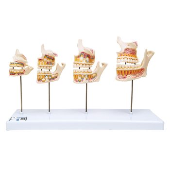 dentalmodels-medstore.ie
