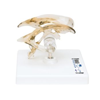 brainmodels-medstore.ie