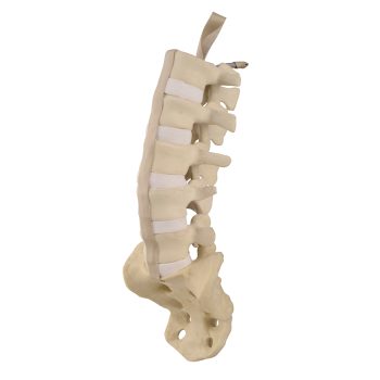 spinalmodels-medstore.ie