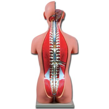 torsomodels-medstore.ie