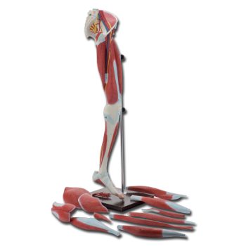 legstructure-medstore.ie