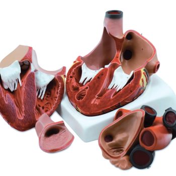 heartanatomicalmodels-medstore.ie