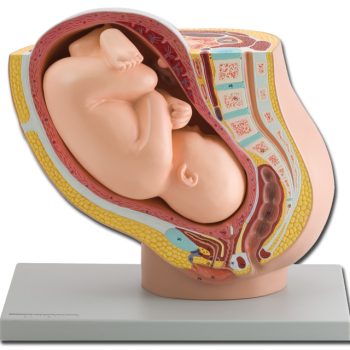 pregnancypelvisireland-medstore.ie