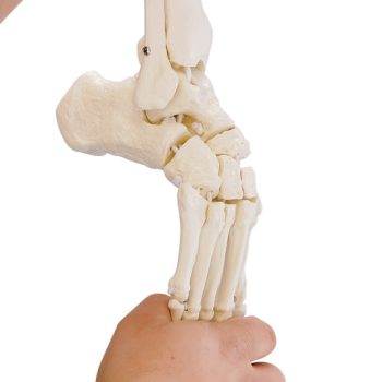 anatomicalmodels-medstore.ie