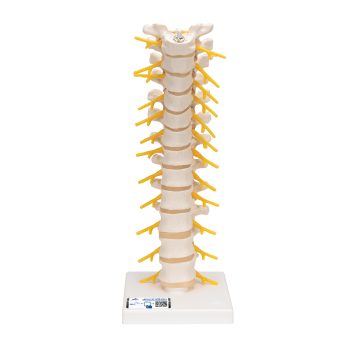 spinalcord-medstore.ie