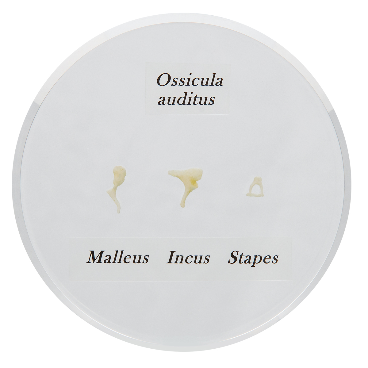 ossicleears-medstore.ie