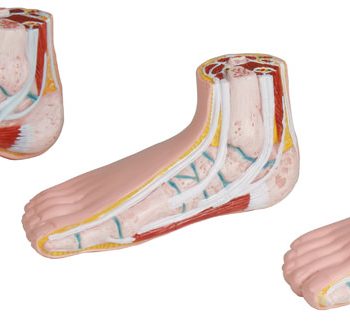 podiatryireland-medstore.ie