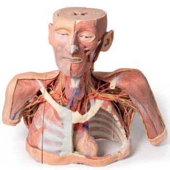 3danatomicalmodels-medstore.ie