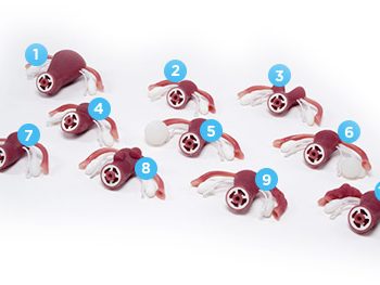 gynemodles-medstore.ie