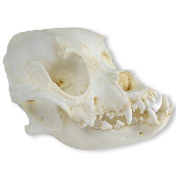 boxerdogskull-medstore.ie
