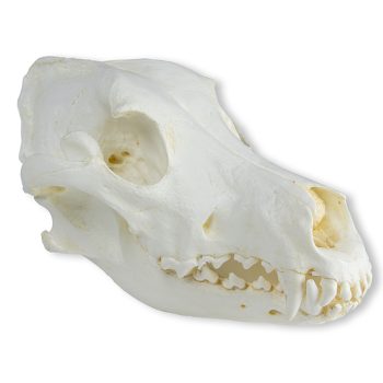 greatdanedog-medstore.ie