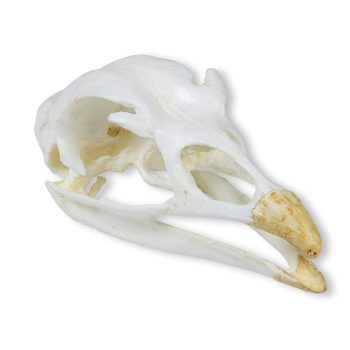 turkeyskull-medstore.ie