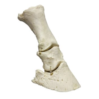 horsefoot-medstore.ie