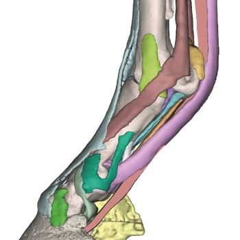 horsefoot-medstore.ie