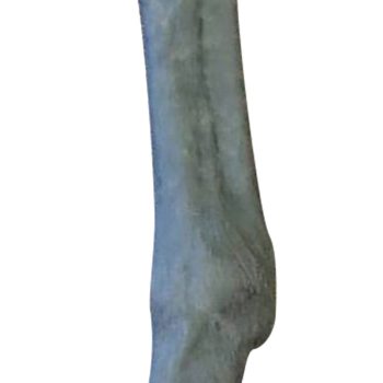 veterinarymodels-medstore.ie